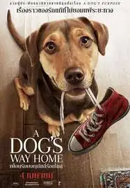 ดูหนังออนไลน์ A Dog’s Way Home (2019) เพื่อนรักผจญภัยสี่ร้อยไมล์